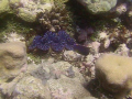   Clam  